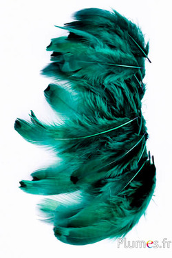 Fazant van Colchis - gebleekt - 5-11 cm - smaragd